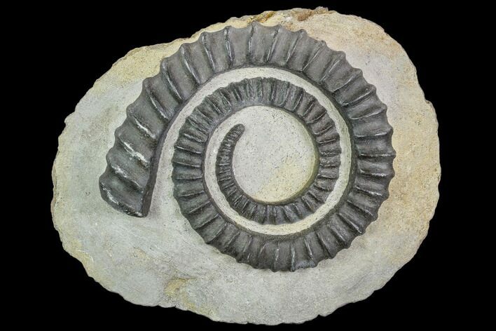 Devonian Ammonite (Anetoceras) - Morocco #110653